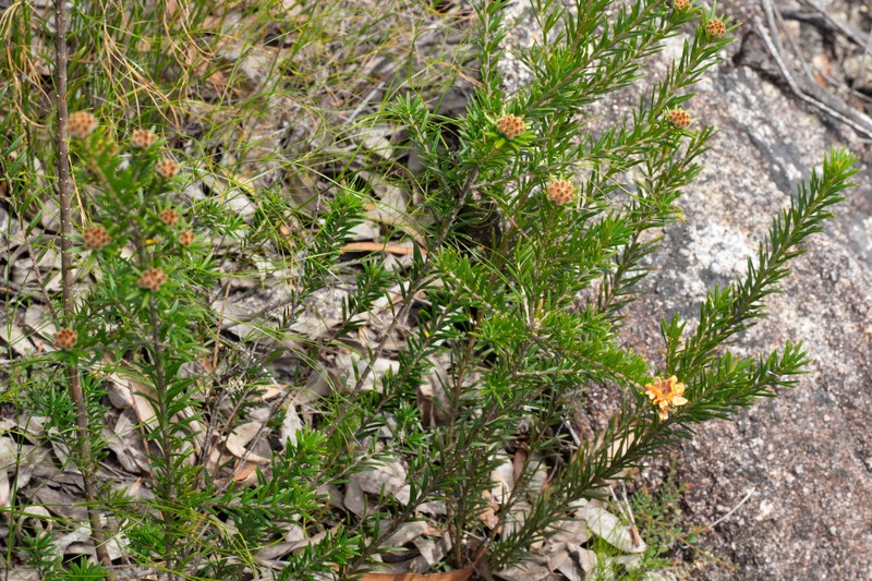 Mirbelia confertiflora photo 3