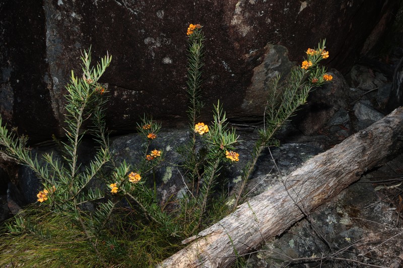 Mirbelia confertiflora photo 4