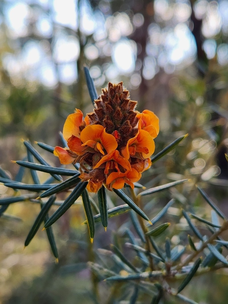 Mirbelia confertiflora photo 6