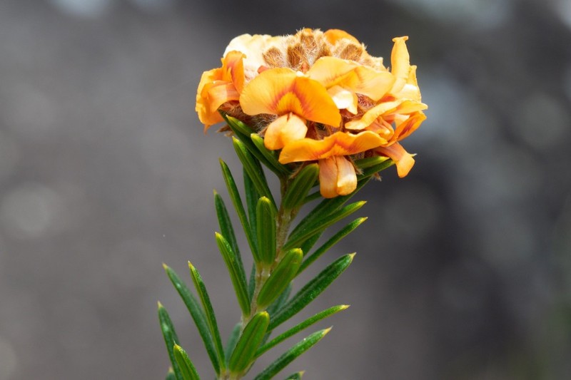 Mirbelia confertiflora photo 7
