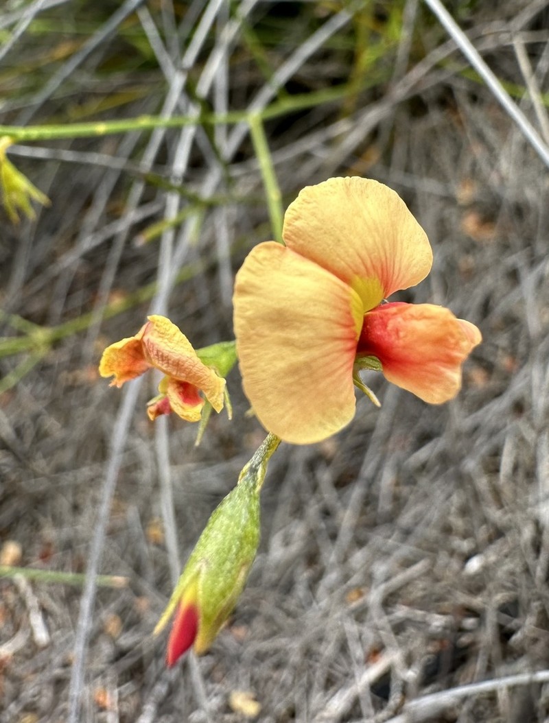 Mirbelia corallina
