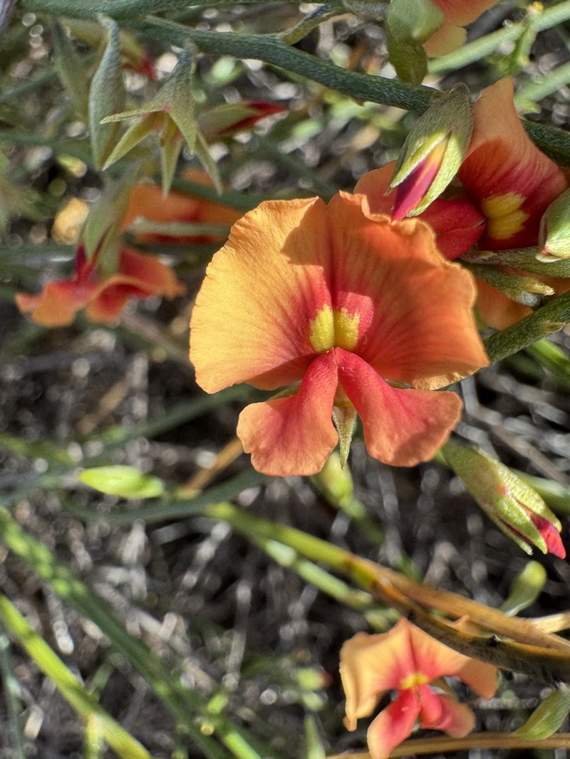 Mirbelia corallina photo 2