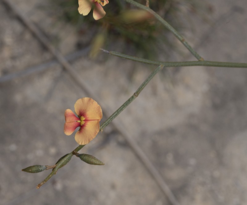 Mirbelia corallina photo 4