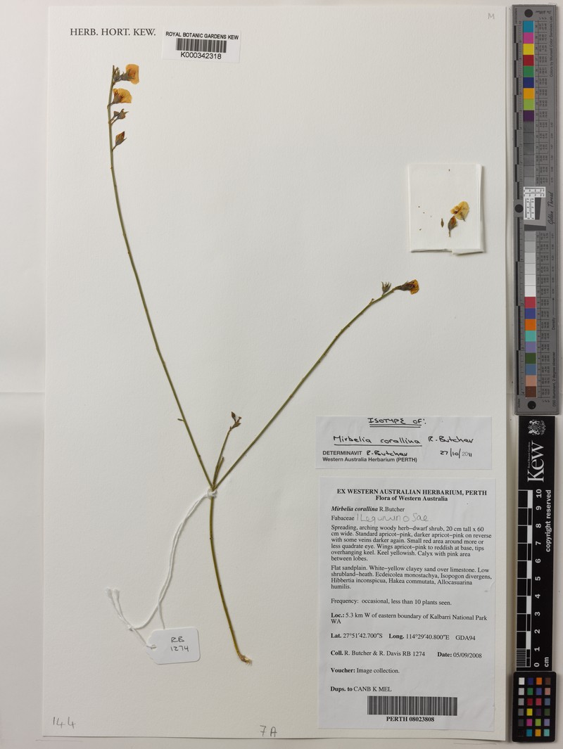 Mirbelia corallina photo 5