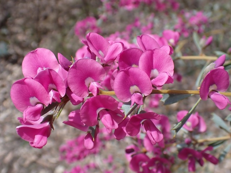 Mirbelia dilatata