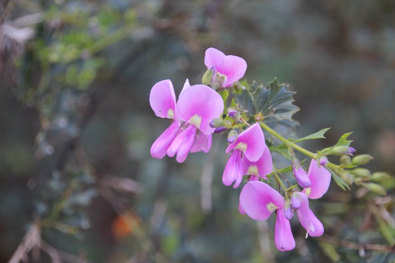 Mirbelia dilatata photo 2