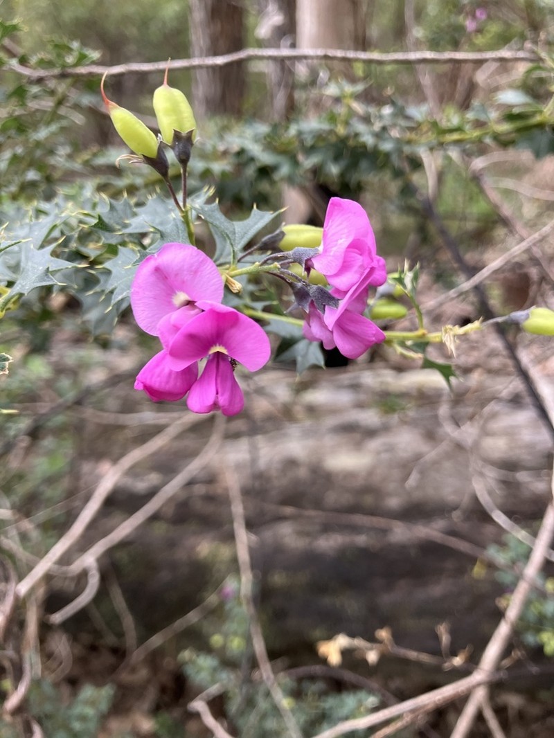 Mirbelia dilatata photo 3