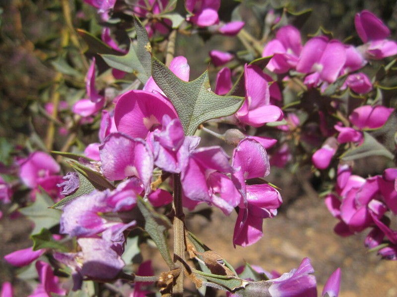 Mirbelia dilatata photo 5