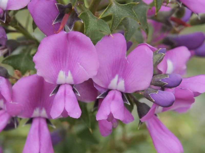 Mirbelia dilatata photo 6