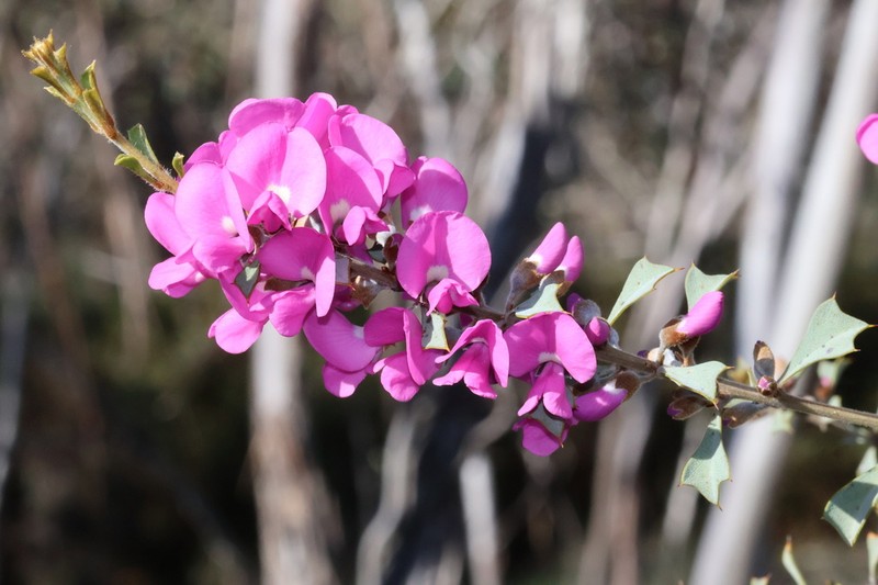 Mirbelia dilatata photo 7