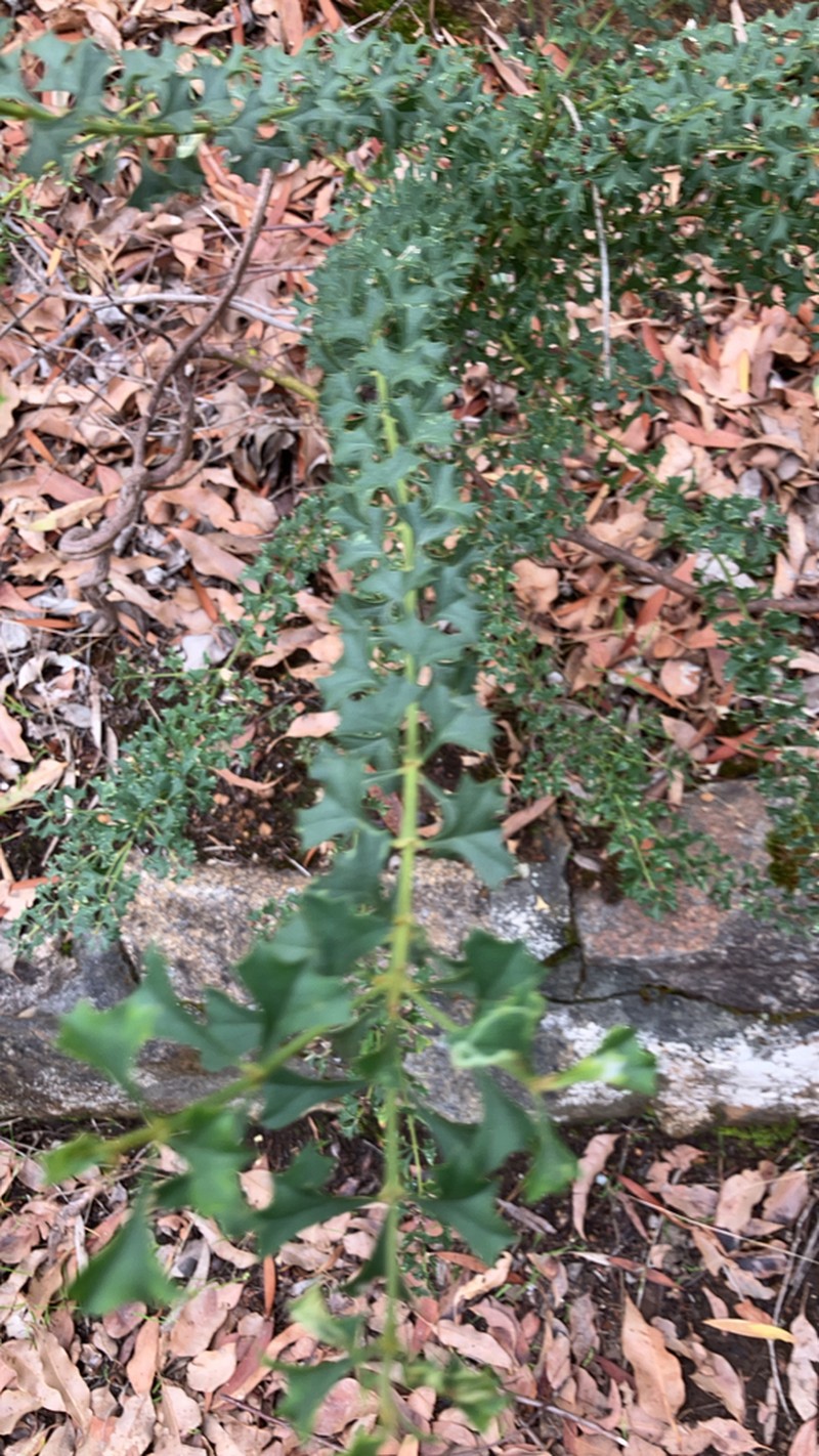 Mirbelia dilatata photo 8