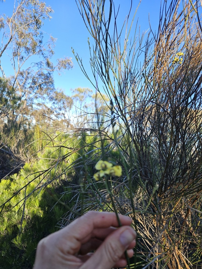 Mirbelia ferricola