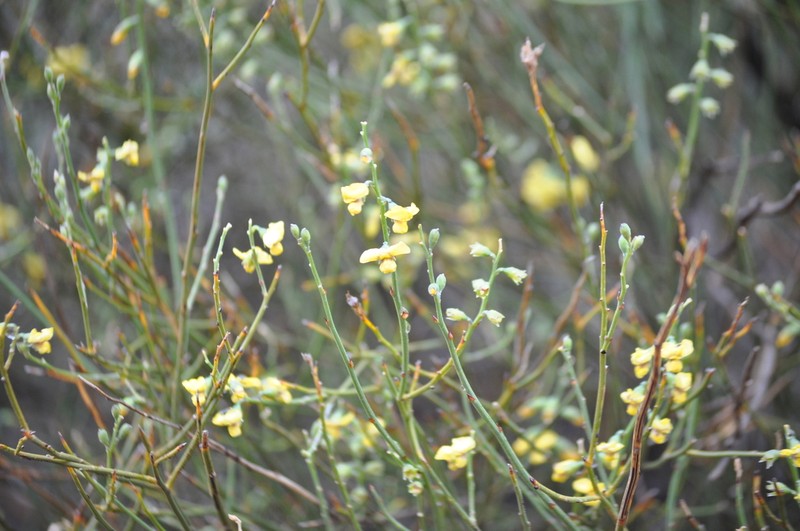 Mirbelia ferricola photo 2