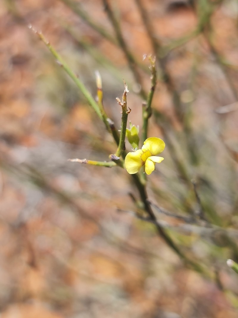 Mirbelia ferricola photo 4
