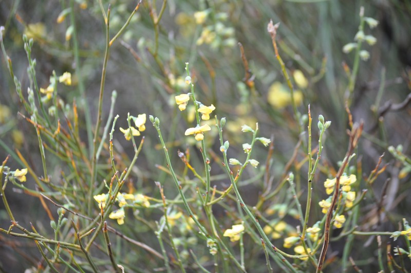 Mirbelia ferricola photo 6