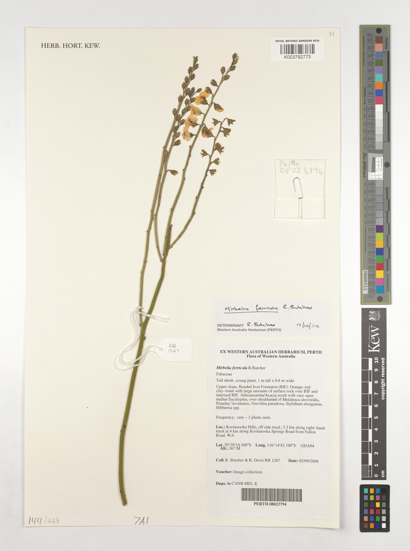 Mirbelia ferricola photo 7