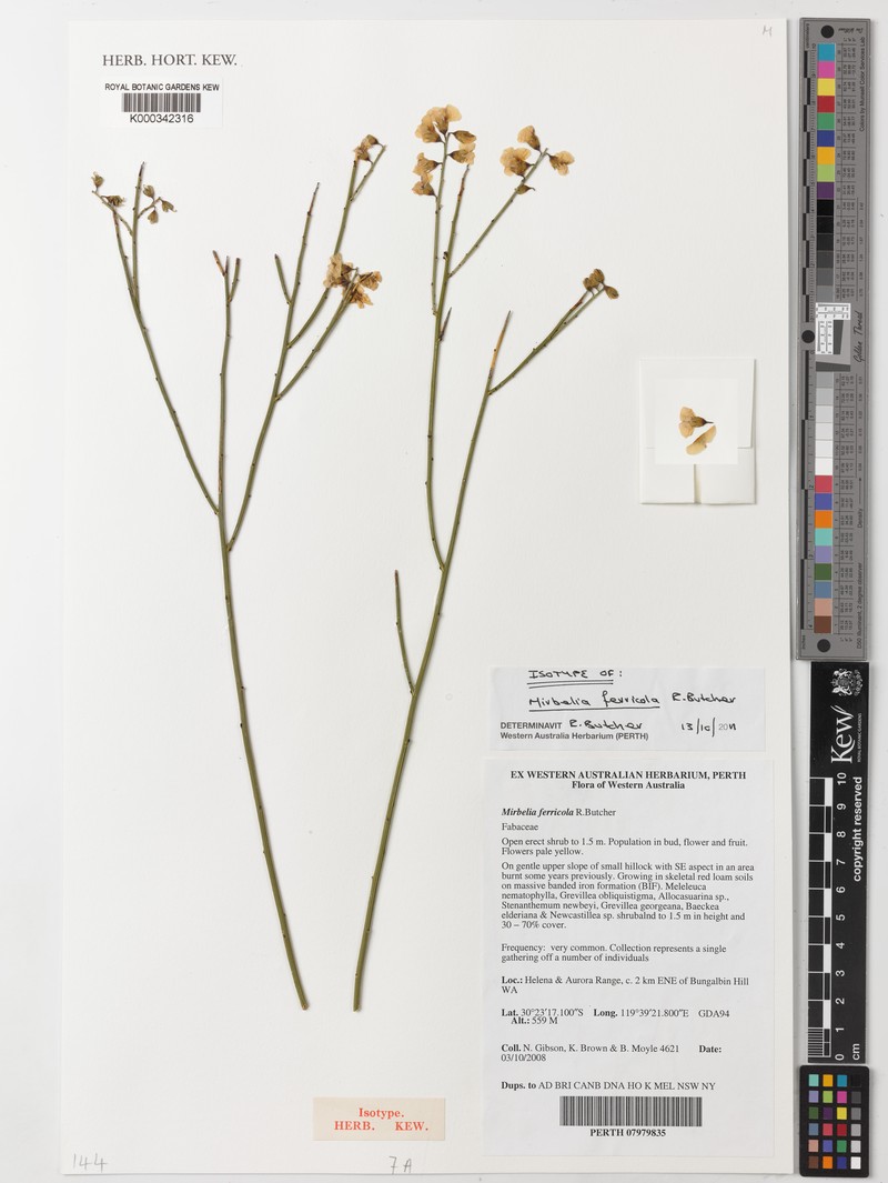 Mirbelia ferricola photo 8