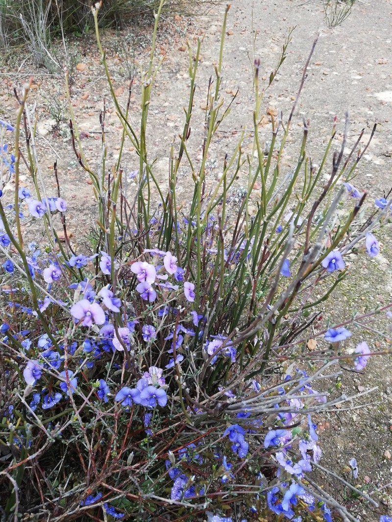 Mirbelia floribunda photo 2