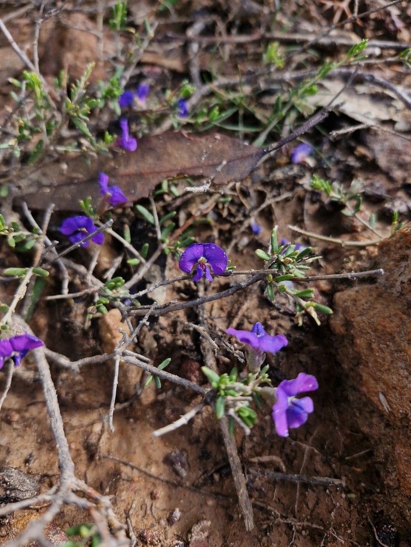 Mirbelia floribunda photo 3