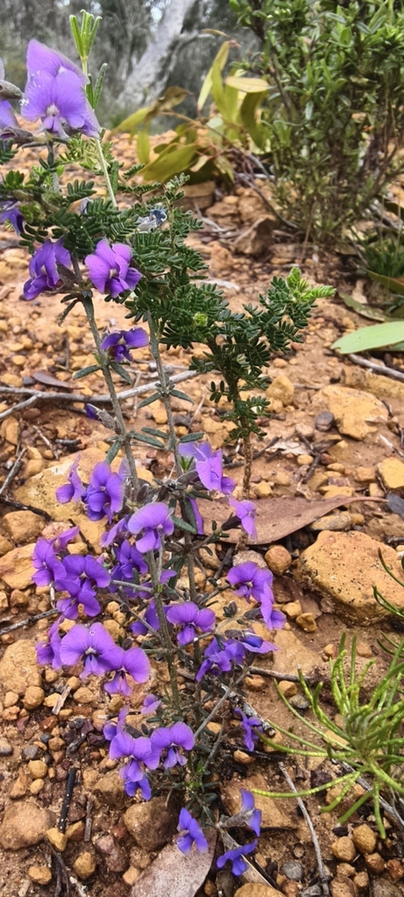 Mirbelia floribunda photo 4