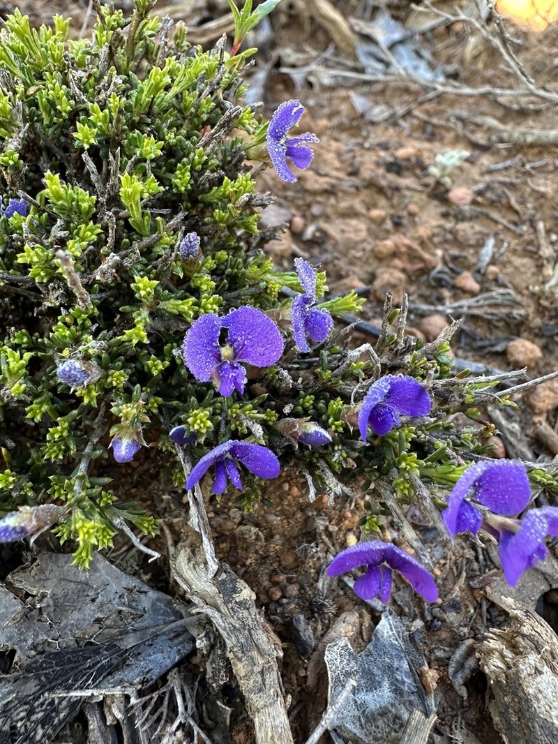 Mirbelia floribunda photo 5