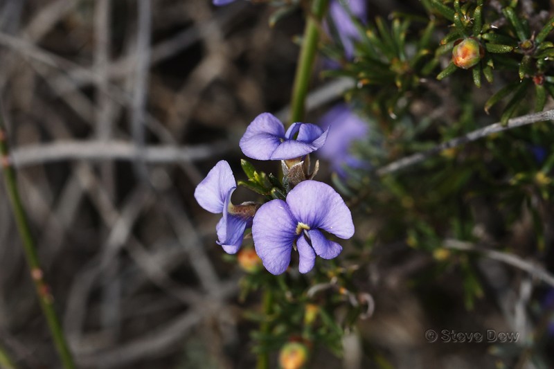 Mirbelia floribunda photo 6