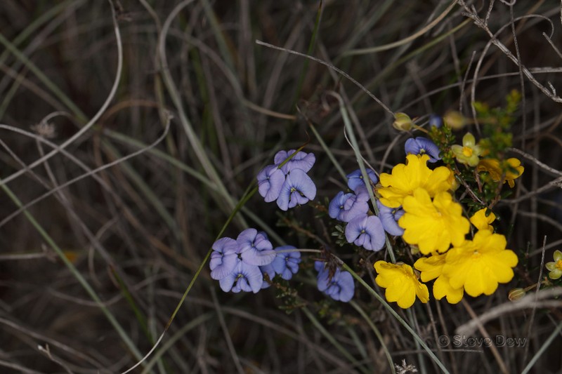 Mirbelia floribunda photo 7
