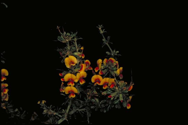 Mirbelia granitica