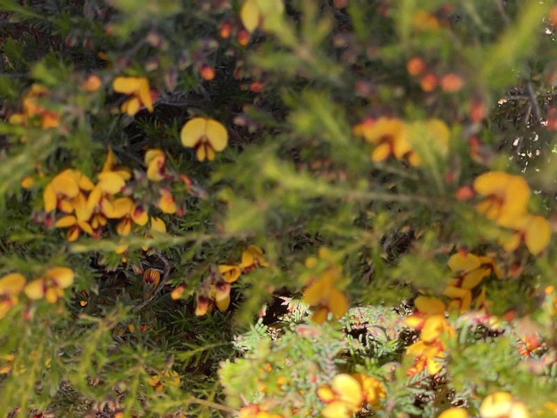 Mirbelia granitica photo 2