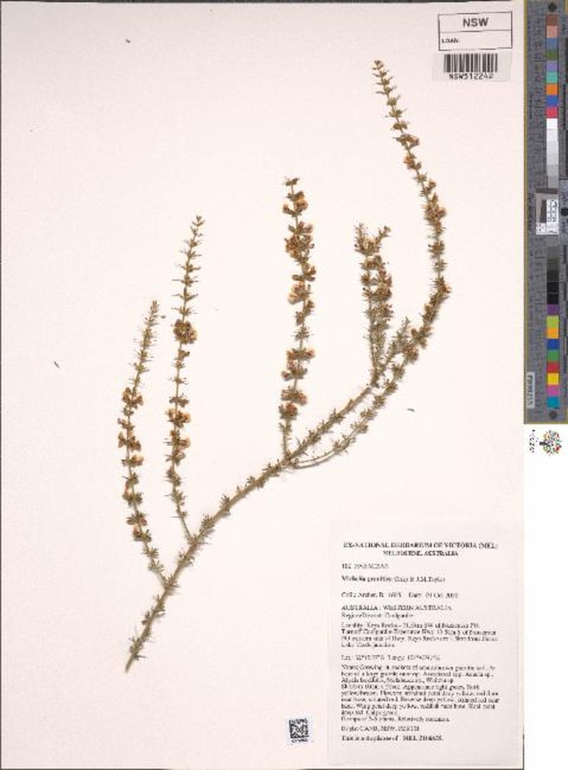 Mirbelia granitica photo 3