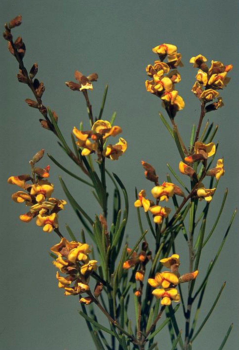 Mirbelia longifolia