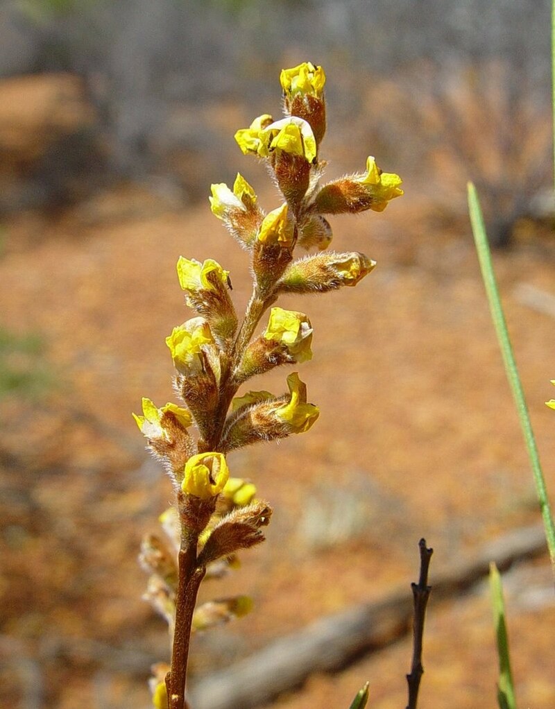 Mirbelia longifolia photo 2