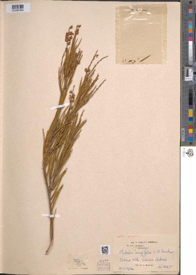 Mirbelia longifolia photo 3