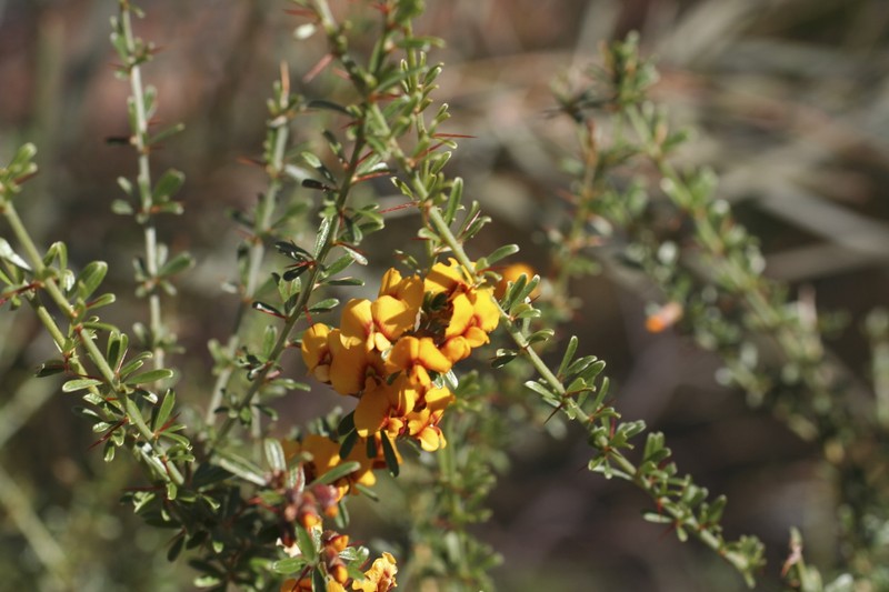 Mirbelia microphylla