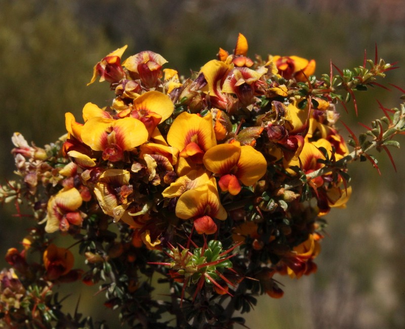 Mirbelia microphylla photo 2