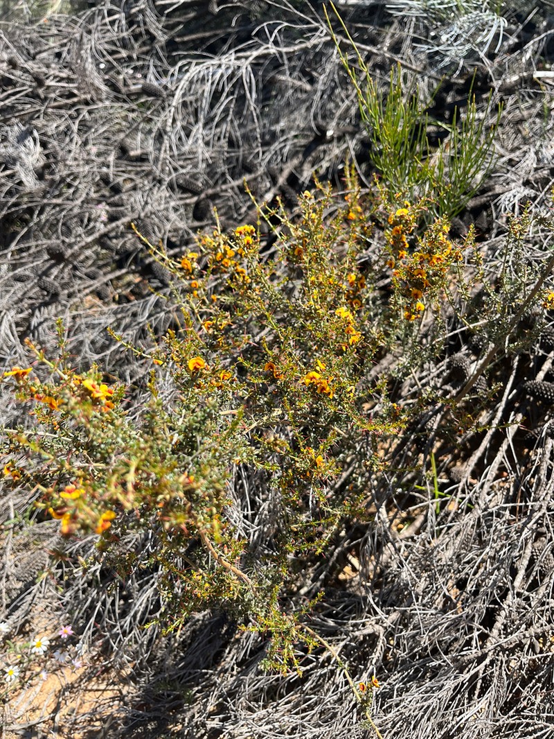 Mirbelia microphylla photo 3