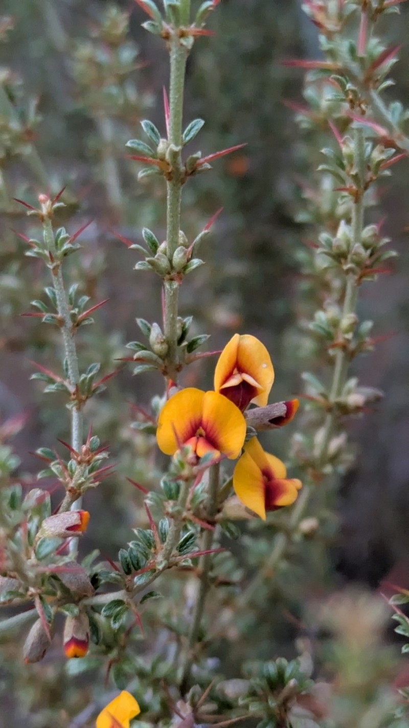 Mirbelia microphylla photo 5