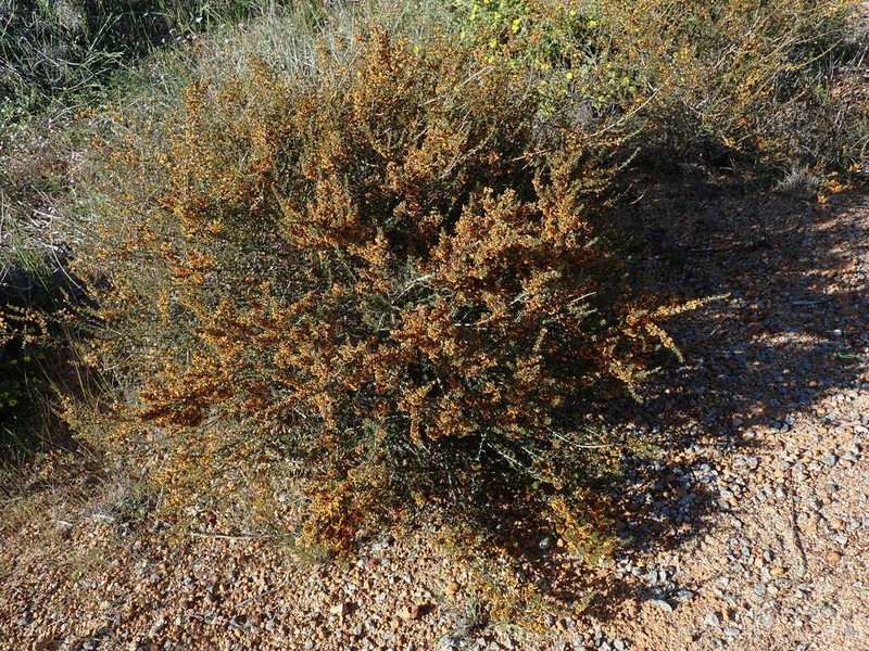 Mirbelia microphylla photo 6