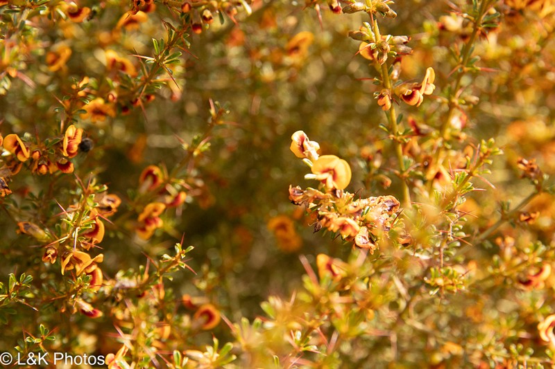 Mirbelia microphylla photo 7