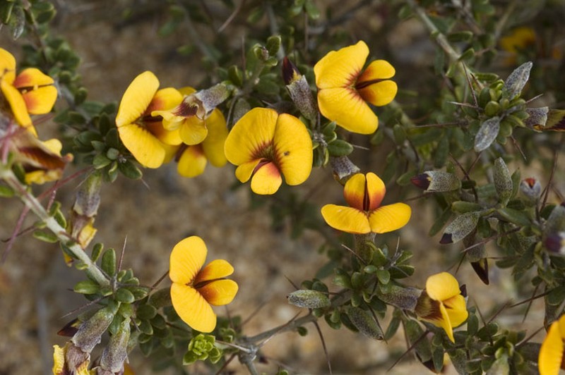 Mirbelia multicaulis