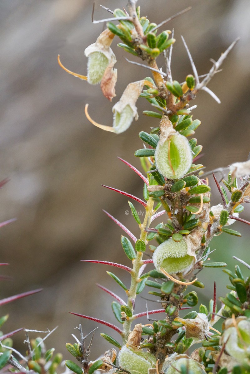Mirbelia multicaulis photo 2