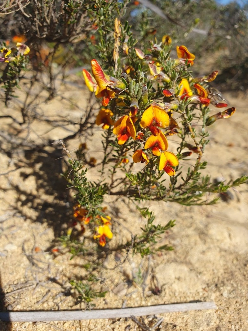 Mirbelia multicaulis photo 3