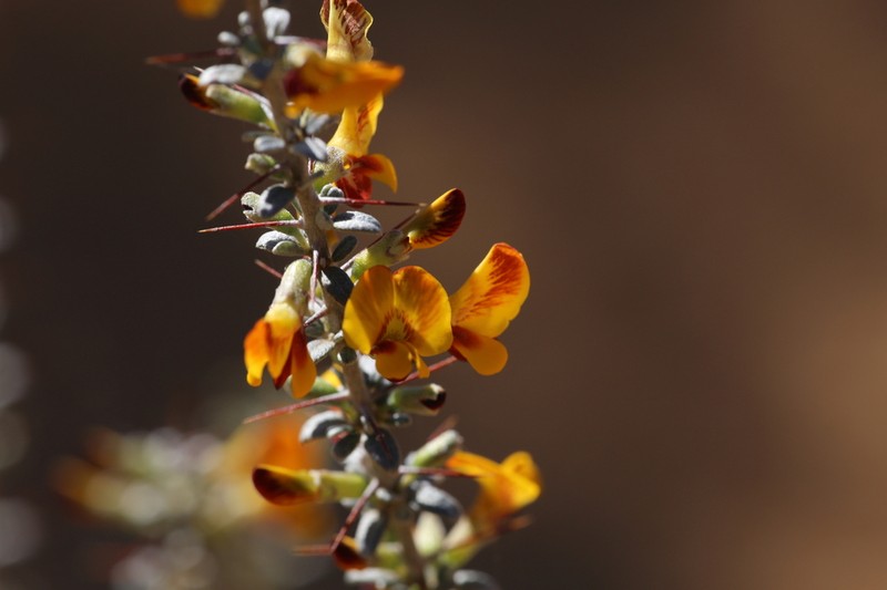 Mirbelia multicaulis photo 4