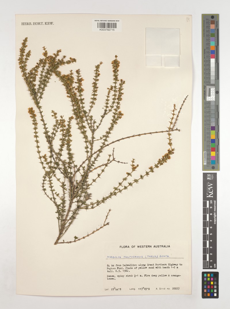 Mirbelia multicaulis photo 6