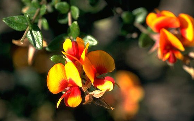 Mirbelia ovata