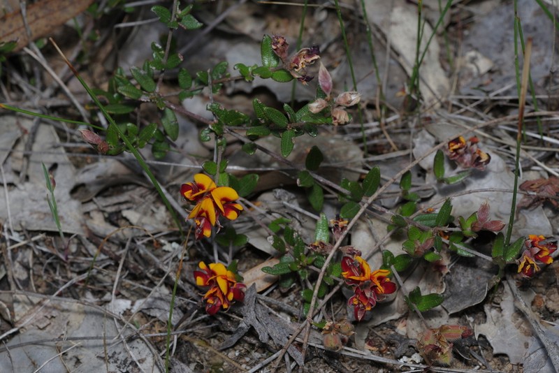 Mirbelia ovata photo 2