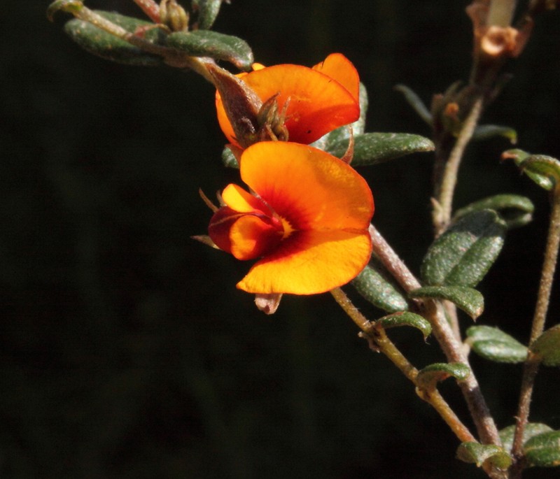 Mirbelia ovata photo 4