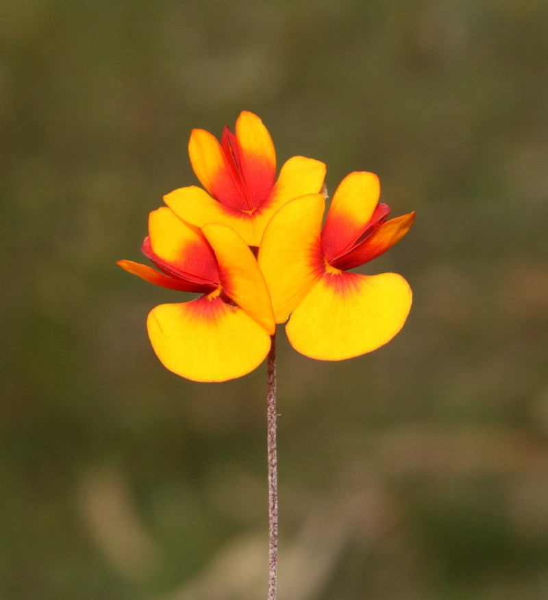 Mirbelia ovata photo 5