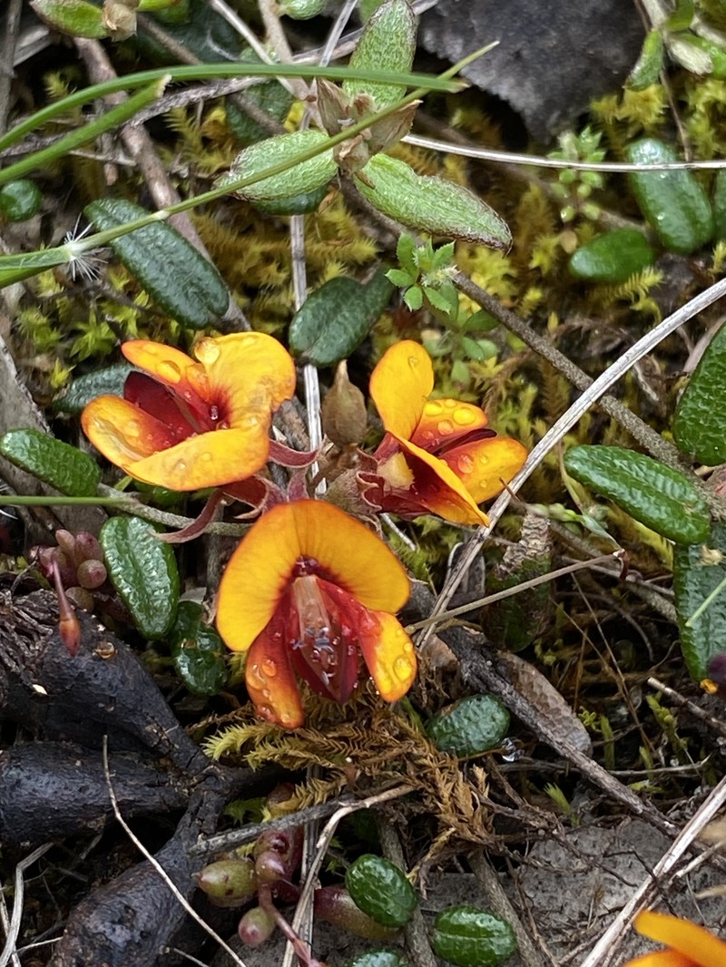 Mirbelia ovata photo 7