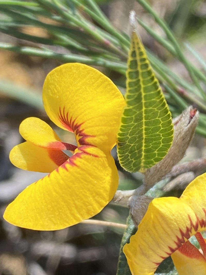 Mirbelia platylobioides
